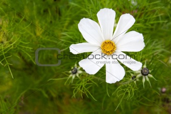 Flower daisywheel