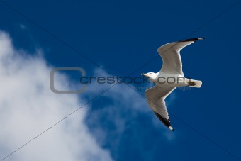 Beautiful seagull flying on the sky