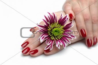 Beautiful hand with perfect nail red manicure. isolated