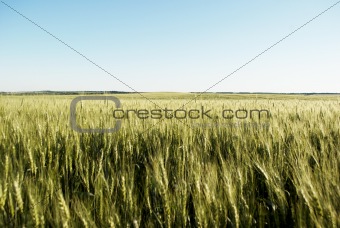 immature wheat  field