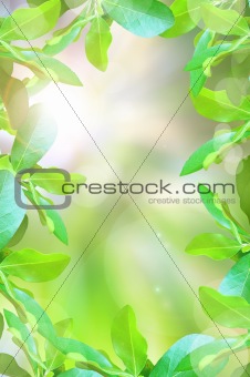 abstract beautiful green leaf and light reflect in morning