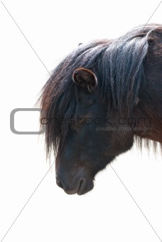pony closeup