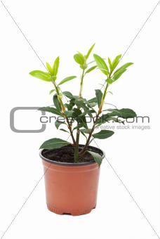 Small laurel tree in the pot 
