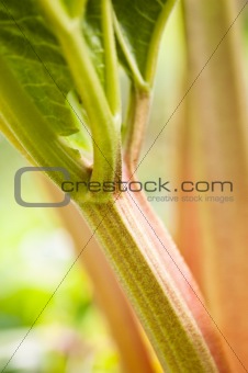 Leaves of a rhubarb, close up