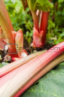 Leaves of a rhubarb, close up