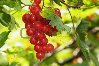 Cluster of a red currant