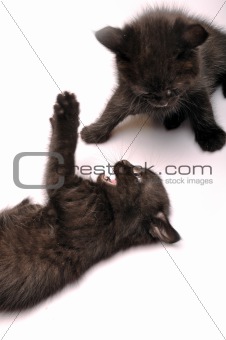 kittens playing together