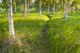 Sunlit path in the birch forest