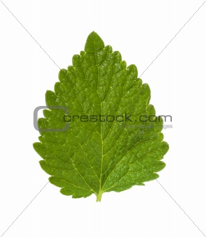 Deadnettle leaf