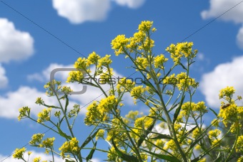 Yellow field flowers against blue sky with white clouds in summer day
