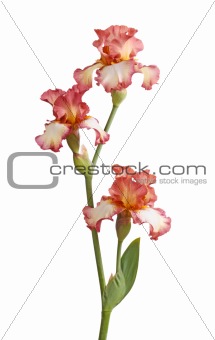 Stem of burgundy iris flowers isolated on white
