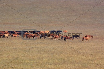 Group of horses in grassland
