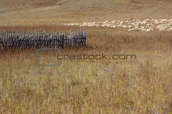 Group of sheep in grassland