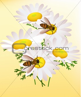 Bee and chamomile