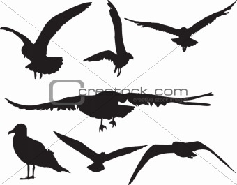 sea gull collection