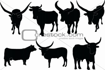 cattle illustration collection