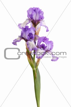 Stem of purple iris flowers isolated on white