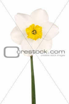 Yellow-cupped white daffodil