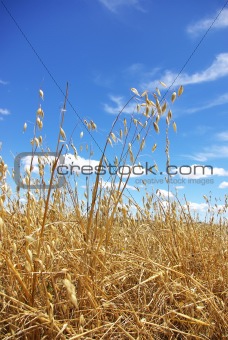 Yellow  spikes of oats.