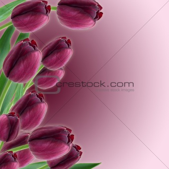 Tulips Spring border design 