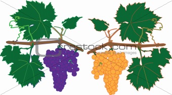 cluster grapes