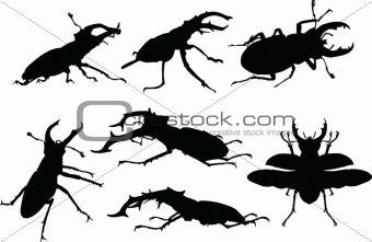 stag beetle collection