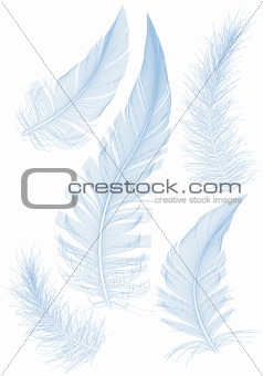 blue vector feather