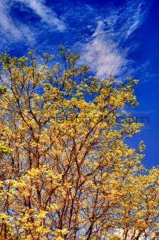 yellow autumn oak tree
