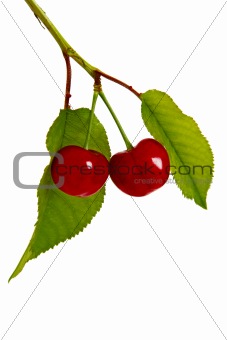 Cherry, isolated on a white background