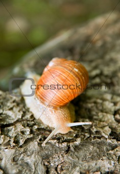 crawling snail