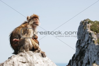 Mother Ape With Baby Breastfeeding On Rock At Gibraltar