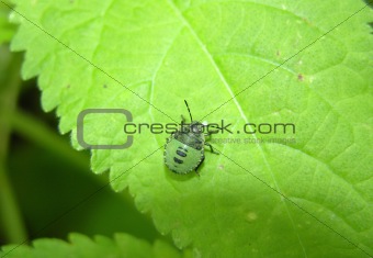 Young true bug crawling on green leaf