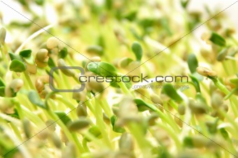 Sprouted vegetables