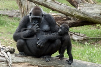 young baby gorilla and mother