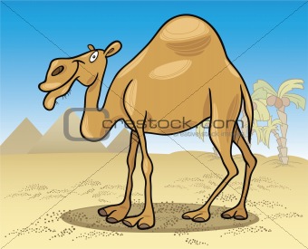 dromedary camel on desert