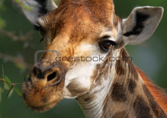 Close-up Giraffe portrait