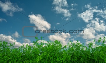 flax on background of sky
