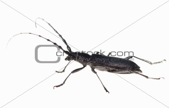 Longhorn beetle, Cerambyx scopolii isolated on white background, texture