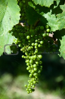 Small Green Grapes in Vineyard
