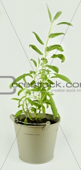 Salvia in a pot