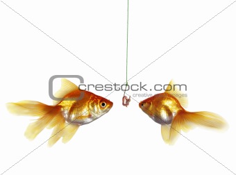 gold fish and earthworm