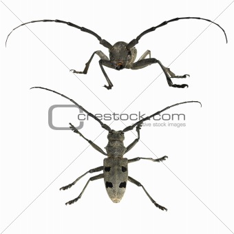 Longhorn beetle isolated on white background, Morimus funereus