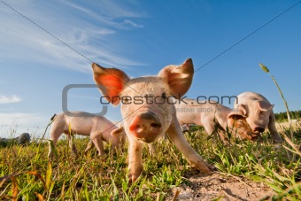 Pigs standing on a pigfarm in Sweden