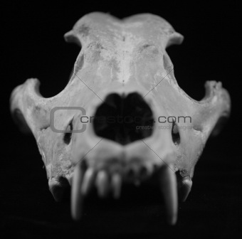 animal skull wolf dog coyote bones isolated died teeth fossil 