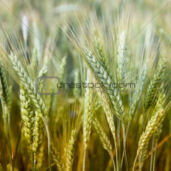 Wheat Ears