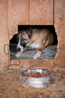 Dog in kennel