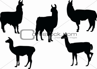 lamas collection