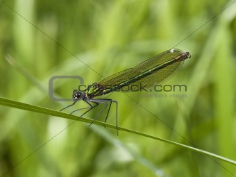 female banded agrion damselfly