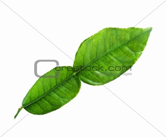  kaffir lime  leaf 