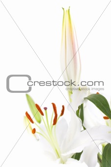 White lillys with copy space